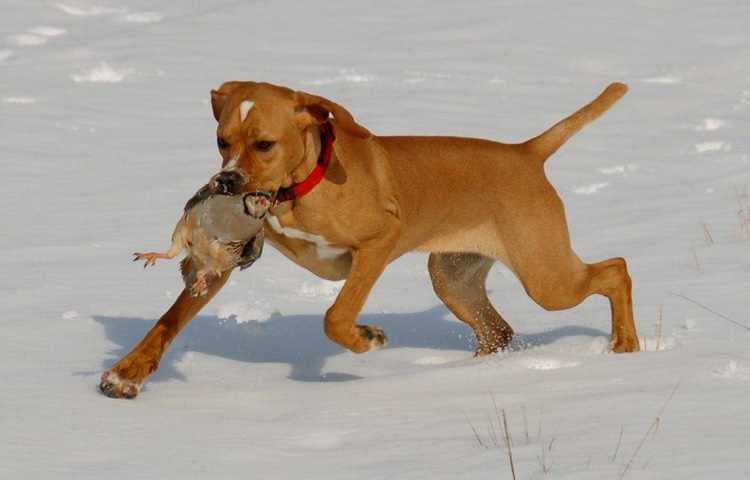 perdigueirowww.sabinemiddelhaufeshundundnatur.net